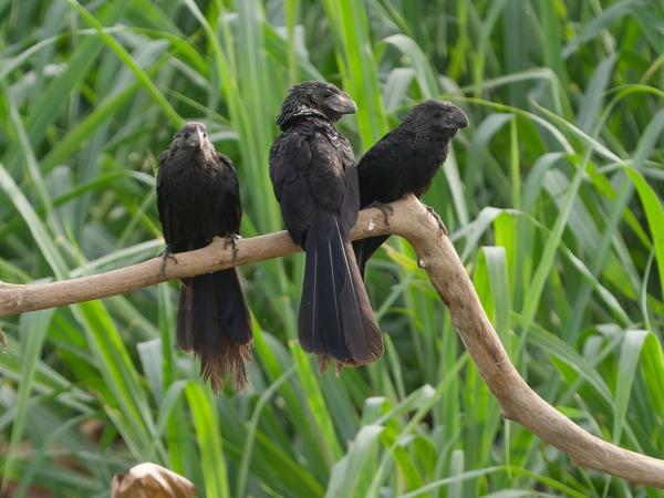 Kleine ani (Crotophaga ani)